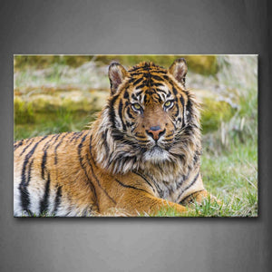 Tiger Bend Over Grass Stare Wall Art Painting Pictures Print On Canvas Animal The Picture For Home Modern Decoration 