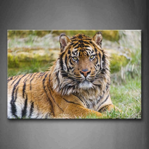 Tiger Bend Over Grass Stare Wall Art Painting Pictures Print On Canvas Animal The Picture For Home Modern Decoration 