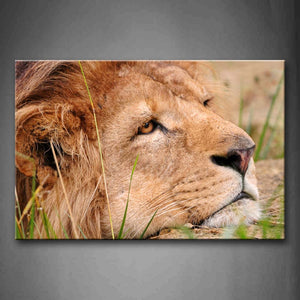 Lion Is Resting Head  Wall Art Painting Pictures Print On Canvas Animal The Picture For Home Modern Decoration 