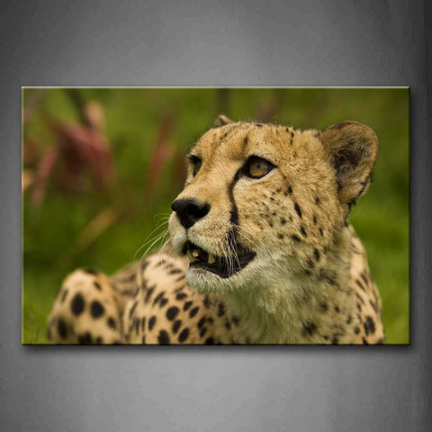 Cheetah Sit Stare Wall Art Painting Pictures Print On Canvas Animal The Picture For Home Modern Decoration 