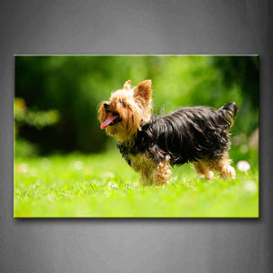 Black And Yellow Silky Terrier Stand On Grass Wall Art Painting Pictures Print On Canvas Animal The Picture For Home Modern Decoration 