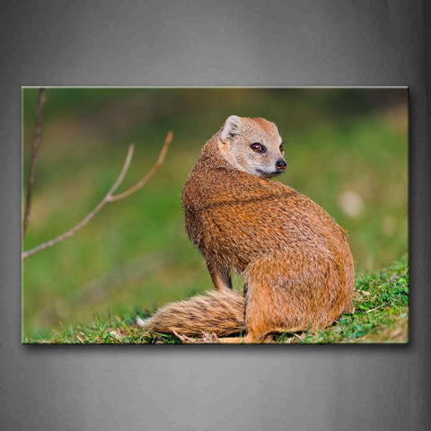 Mongoose Sit On Grass And Look Back Wall Art Painting Pictures Print On Canvas Animal The Picture For Home Modern Decoration 