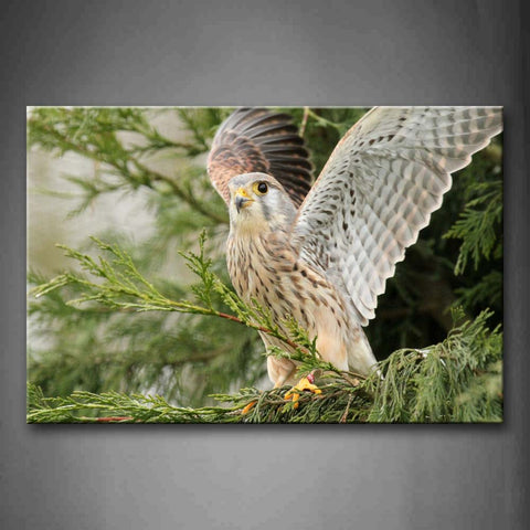 Kestrel Stop On Tree Open Wing Wall Art Painting The Picture Print On Canvas Animal Pictures For Home Decor Decoration Gift 