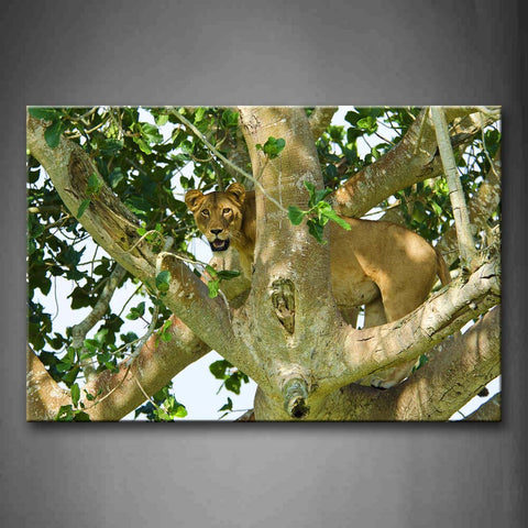 Lion Climb On Tree Wall Art Painting Pictures Print On Canvas Animal The Picture For Home Modern Decoration 