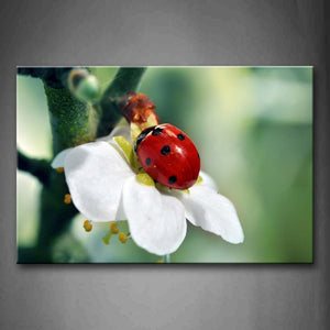 Ladybug Crawl On White And Yellow Flower Wall Art Painting Pictures Print On Canvas Animal The Picture For Home Modern Decoration 