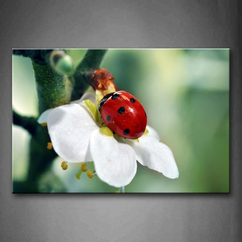 Ladybug Crawl On White And Yellow Flower Wall Art Painting Pictures Print On Canvas Animal The Picture For Home Modern Decoration 