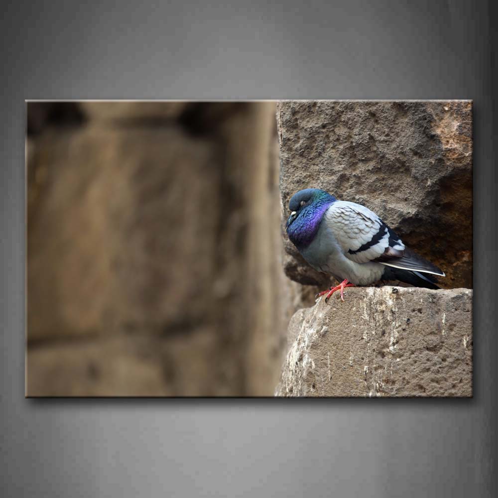 Pigeon Stop On Rock Wall Art Painting Pictures Print On Canvas Animal The Picture For Home Modern Decoration 