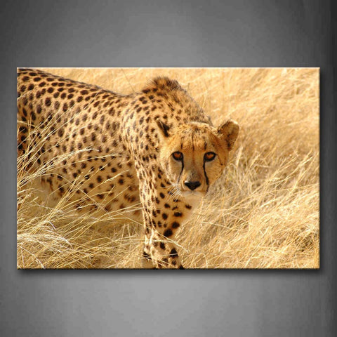 Sheetah Staring In Yellow Grass Wall Art Painting Pictures Print On Canvas Animal The Picture For Home Modern Decoration 