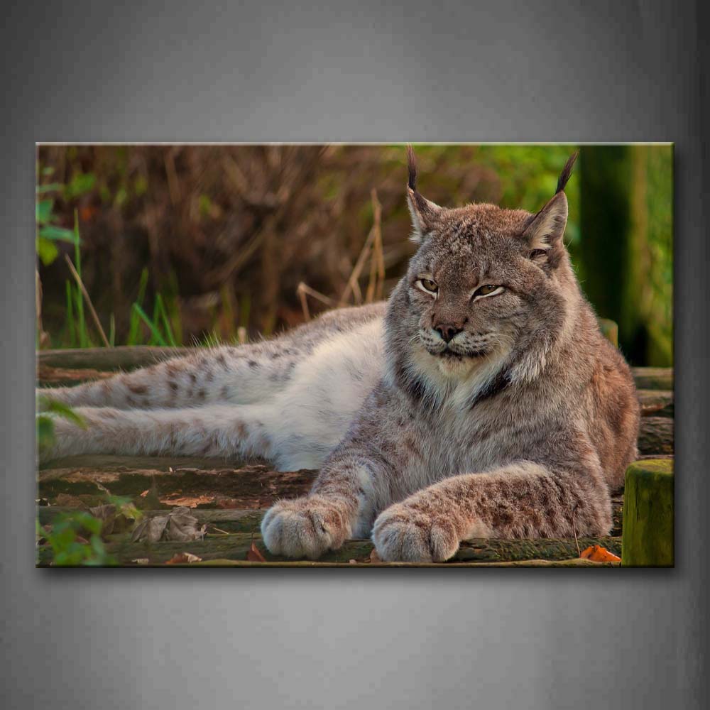 Lynx Lie On Mud Land Tree Grass Wall Art Painting The Picture Print On Canvas Animal Pictures For Home Decor Decoration Gift 