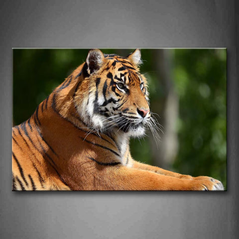 Tiger Lie On Land Portrait Wall Art Painting Pictures Print On Canvas Animal The Picture For Home Modern Decoration 