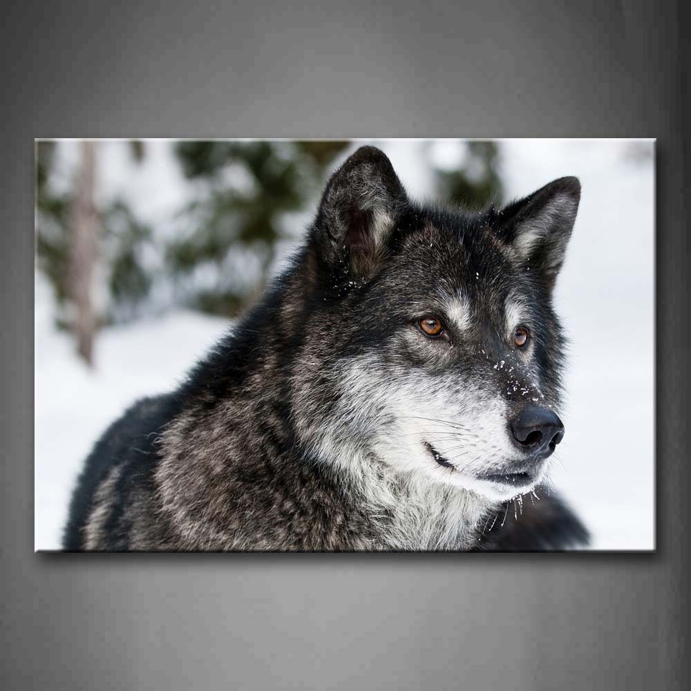 Wolf Lie On Snowfield Wall Art Painting The Picture Print On Canvas Animal Pictures For Home Decor Decoration Gift 