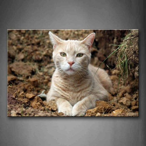 White And Yellow Cat Lie On Mud Land Wall Art Painting The Picture Print On Canvas Animal Pictures For Home Decor Decoration Gift 