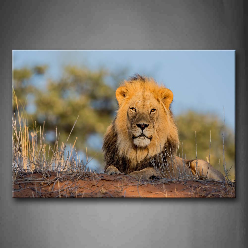 Lion Lie On Mud Land Dry Grass Wall Art Painting Pictures Print On Canvas Animal The Picture For Home Modern Decoration 