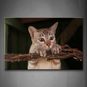 Cat Bend Over A Timbo Wall Art Painting Pictures Print On Canvas Animal The Picture For Home Modern Decoration 