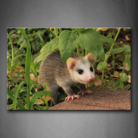 Opossum Stand On Rocks In Palnt Wall Art Painting Pictures Print On Canvas Animal The Picture For Home Modern Decoration 