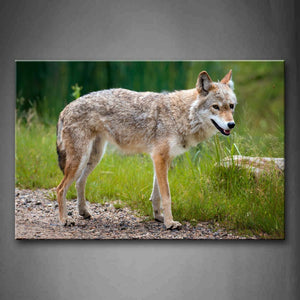 Gray And Yellow Wolf Stand A Path Near Grass Wall Art Painting The Picture Print On Canvas Animal Pictures For Home Decor Decoration Gift 