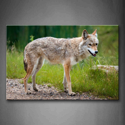 Gray And Yellow Wolf Stand A Path Near Grass Wall Art Painting The Picture Print On Canvas Animal Pictures For Home Decor Decoration Gift 