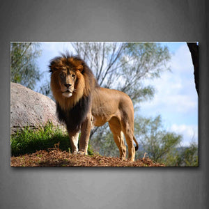 Lion Stand On Land Near A Stone Tree Wall Art Painting Pictures Print On Canvas Animal The Picture For Home Modern Decoration 