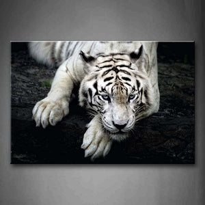 Black And White White Tiger Lie On Rock Wall Art Painting Pictures Print On Canvas Animal The Picture For Home Modern Decoration 