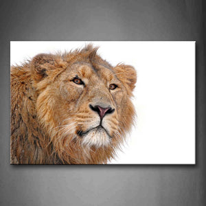 Portrait Of Lion White Background Wall Art Painting Pictures Print On Canvas Animal The Picture For Home Modern Decoration 