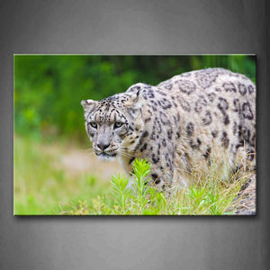 Snow Leopard Stand In Grass Wall Art Painting The Picture Print On Canvas Animal Pictures For Home Decor Decoration Gift 