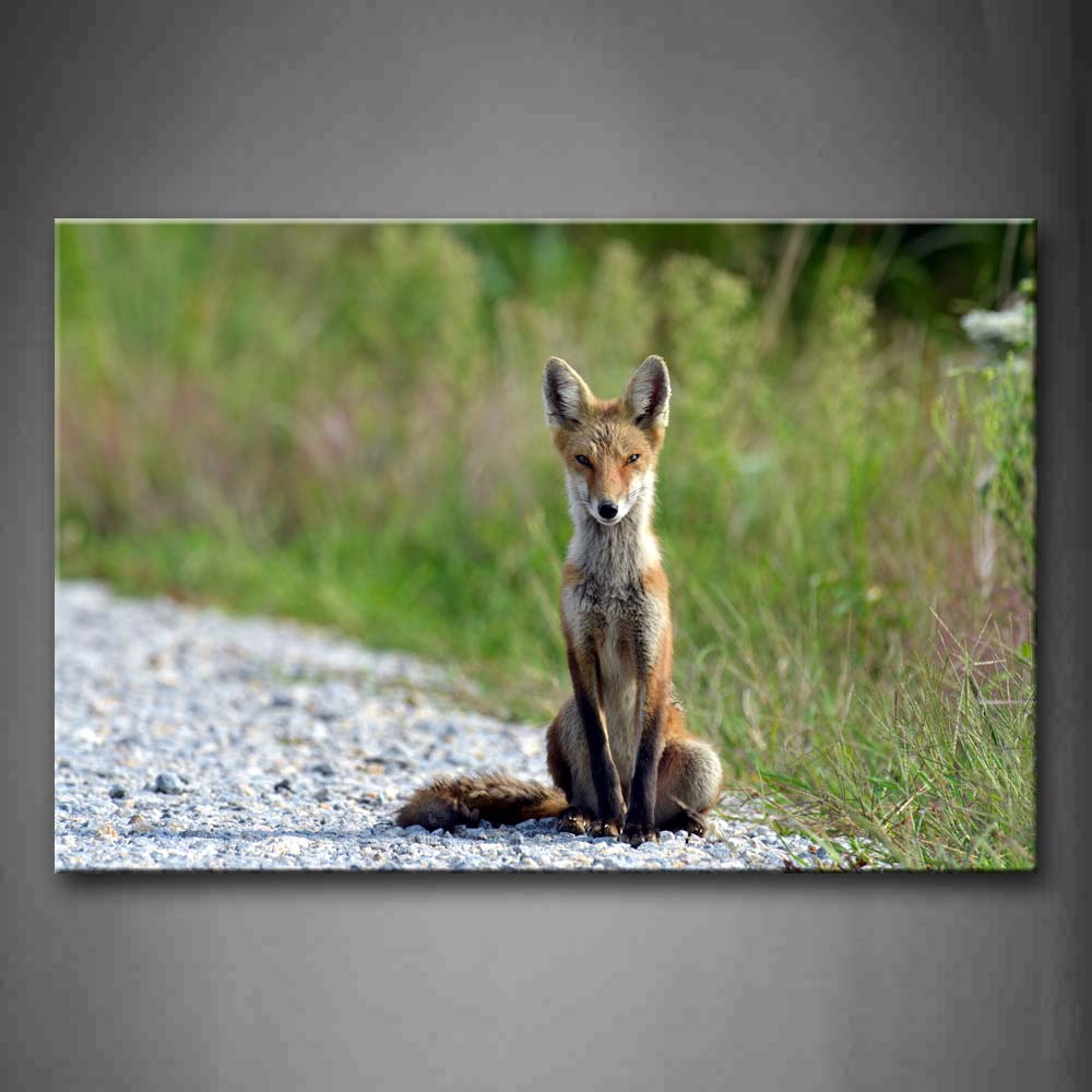 Yellow And White Fox Sit On Path Near Grassland Wall Art Painting Pictures Print On Canvas Animal The Picture For Home Modern Decoration 