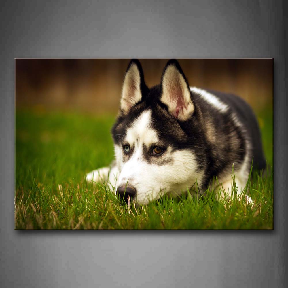 Husky Lie On Grass Wall Art Painting The Picture Print On Canvas Animal Pictures For Home Decor Decoration Gift 