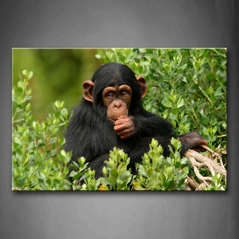 Chimpanzee Sit In Green Branch Wall Art Painting The Picture Print On Canvas Animal Pictures For Home Decor Decoration Gift 