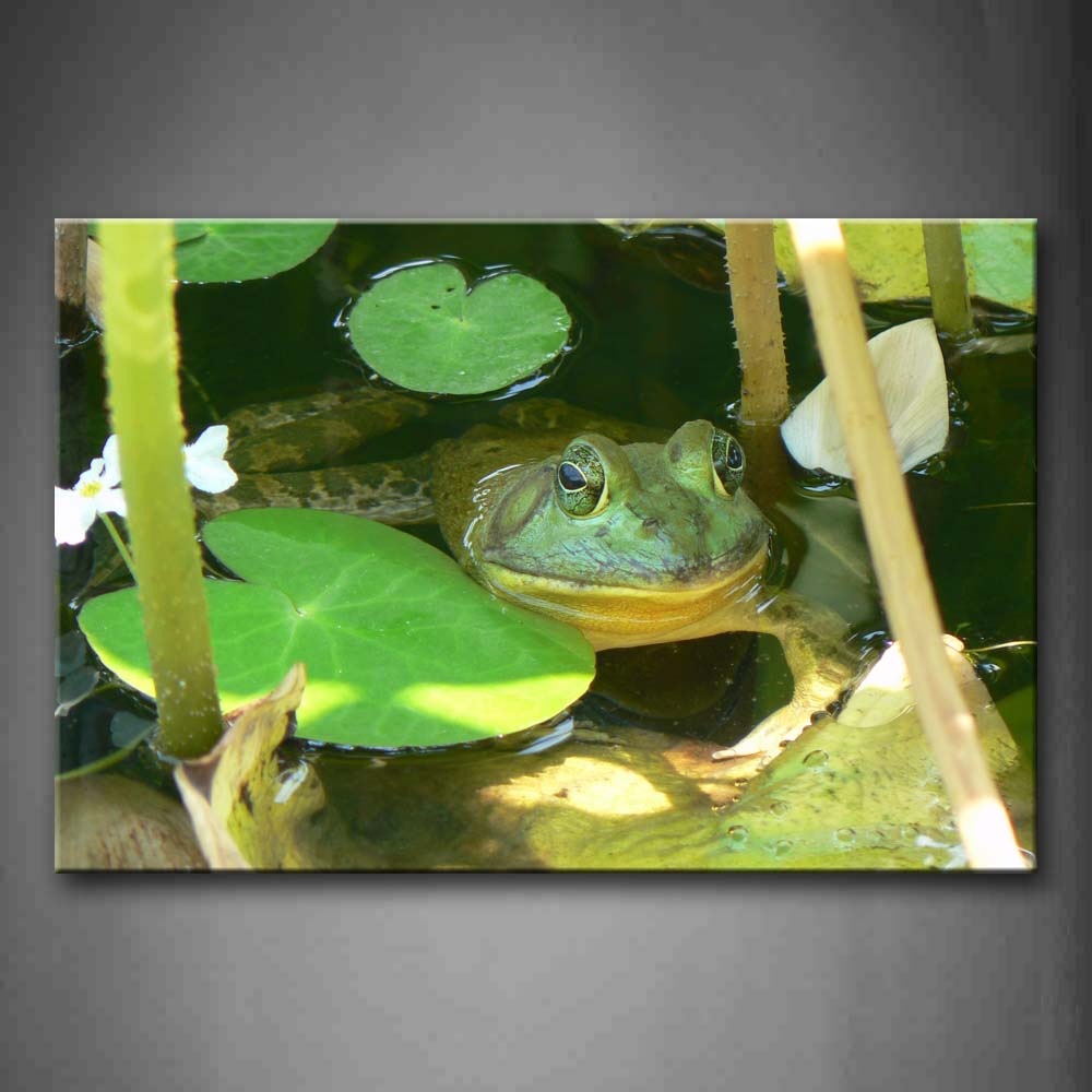 Green Frog Stop In Water Lotus Leaf Wall Art Painting Pictures Print On Canvas Animal The Picture For Home Modern Decoration 