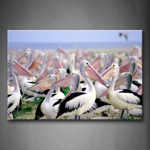 Many Pelicans Stand On Land Near Sea Wall Art Painting Pictures Print On Canvas Animal The Picture For Home Modern Decoration 