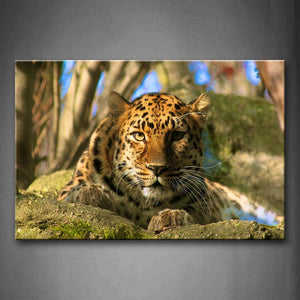 Leopard Sit In Rock Trees Moss Wall Art Painting Pictures Print On Canvas Animal The Picture For Home Modern Decoration 