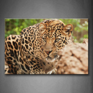 Leopard Crawl On Land Rocks Wall Art Painting Pictures Print On Canvas Animal The Picture For Home Modern Decoration 