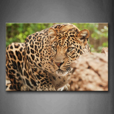 Leopard Crawl On Land Rocks Wall Art Painting Pictures Print On Canvas Animal The Picture For Home Modern Decoration 