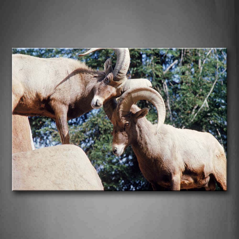 Two Big Horned Sheep Fight On Rock Tree Wall Art Painting The Picture Print On Canvas Animal Pictures For Home Decor Decoration Gift 