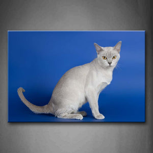 Cat Sit In Blue Background Wall Art Painting Pictures Print On Canvas Animal The Picture For Home Modern Decoration 