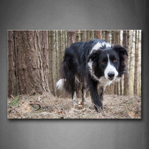 Border Collie Walk In Forest Dry Leafs Wall Art Painting Pictures Print On Canvas Animal The Picture For Home Modern Decoration 