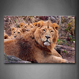 Group Of Lions Sit On Land Wall Art Painting Pictures Print On Canvas Animal The Picture For Home Modern Decoration 