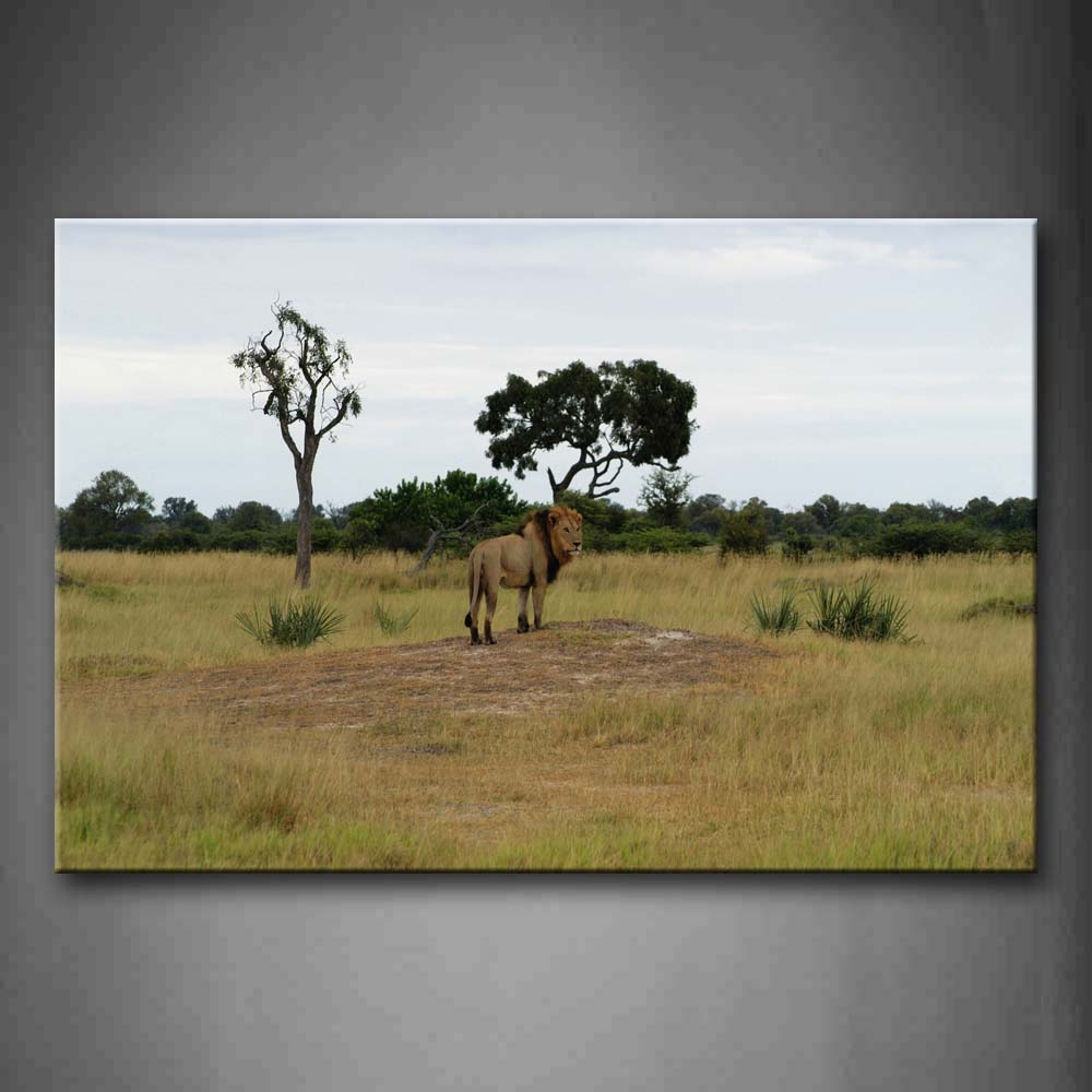 Lion Stand On Grassland Trees Wall Art Painting The Picture Print On Canvas Animal Pictures For Home Decor Decoration Gift 