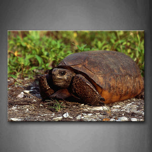 Turtle On Crawl On Land Near Grass Wall Art Painting The Picture Print On Canvas Animal Pictures For Home Decor Decoration Gift 