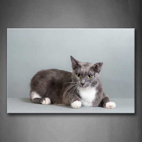 Gray And White Cat In Gray Background Wall Art Painting Pictures Print On Canvas Animal The Picture For Home Modern Decoration 