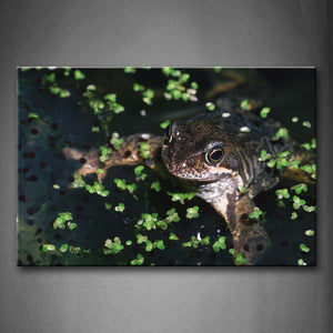 Frog With Eggs And Water Plant In Water  Wall Art Painting Pictures Print On Canvas Animal The Picture For Home Modern Decoration 