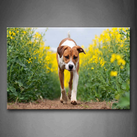 Yellow And White Dog Walk On Path Between Yellow Flower Wall Art Painting The Picture Print On Canvas Animal Pictures For Home Decor Decoration Gift 