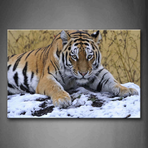 Tiger Grovel On Snow Land Plant Wall Art Painting Pictures Print On Canvas Animal The Picture For Home Modern Decoration 