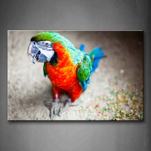 Colorful Macaw Squat On Land Mud Wall Art Painting Pictures Print On Canvas Animal The Picture For Home Modern Decoration 