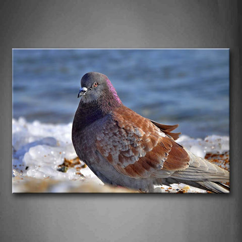 Pigeon Stand On Beach Ice Wall Art Painting Pictures Print On Canvas Animal The Picture For Home Modern Decoration 