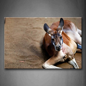 Kangaroo Lie On Sand Land Wall Art Painting Pictures Print On Canvas Animal The Picture For Home Modern Decoration 