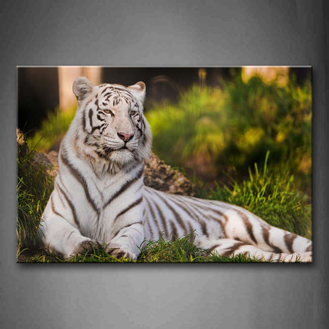 White Tiger Lie On Grass Wall Art Painting Pictures Print On Canvas Animal The Picture For Home Modern Decoration 