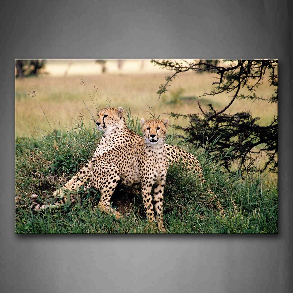 Two Cheetah In Green Grass Trees Branch Wall Art Painting Pictures Print On Canvas Animal The Picture For Home Modern Decoration 