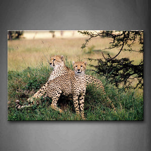 Two Cheetah In Green Grass Trees Branch Wall Art Painting Pictures Print On Canvas Animal The Picture For Home Modern Decoration 