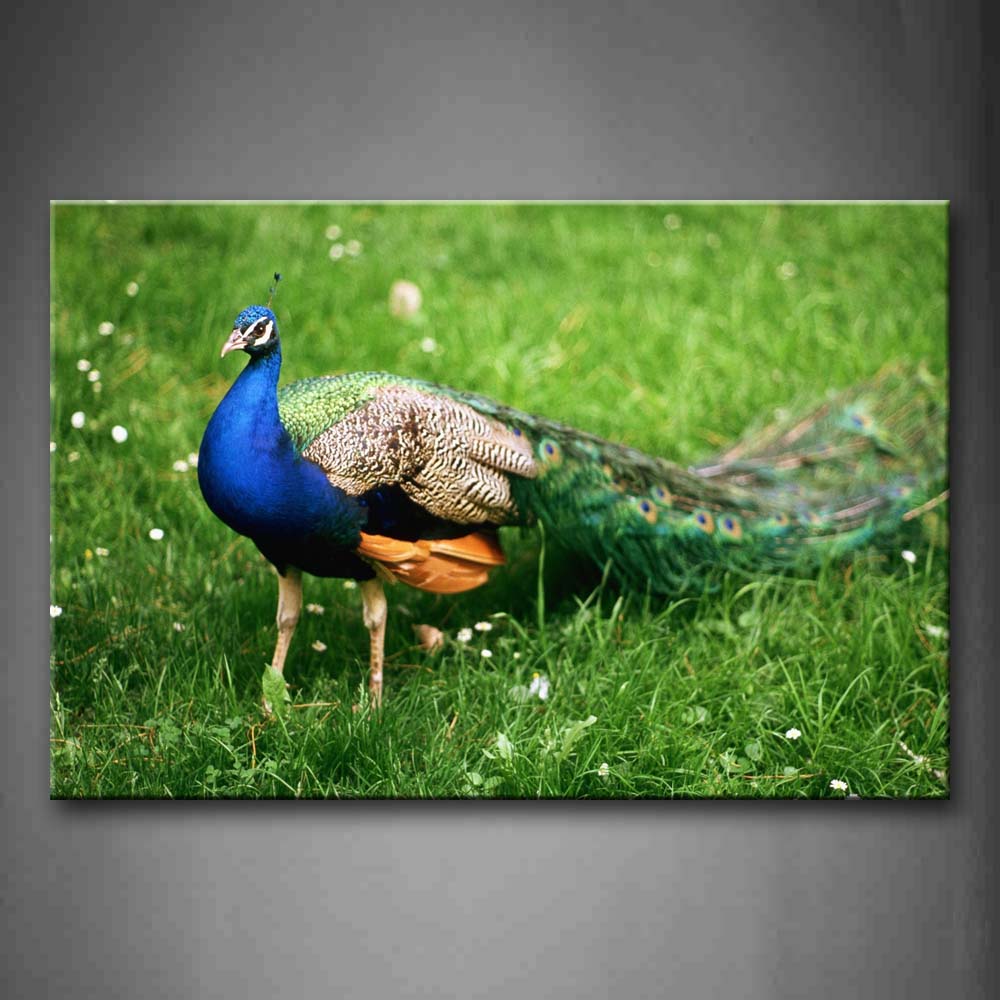 Peacock Stand On Grassland Flower  Wall Art Painting The Picture Print On Canvas Animal Pictures For Home Decor Decoration Gift 